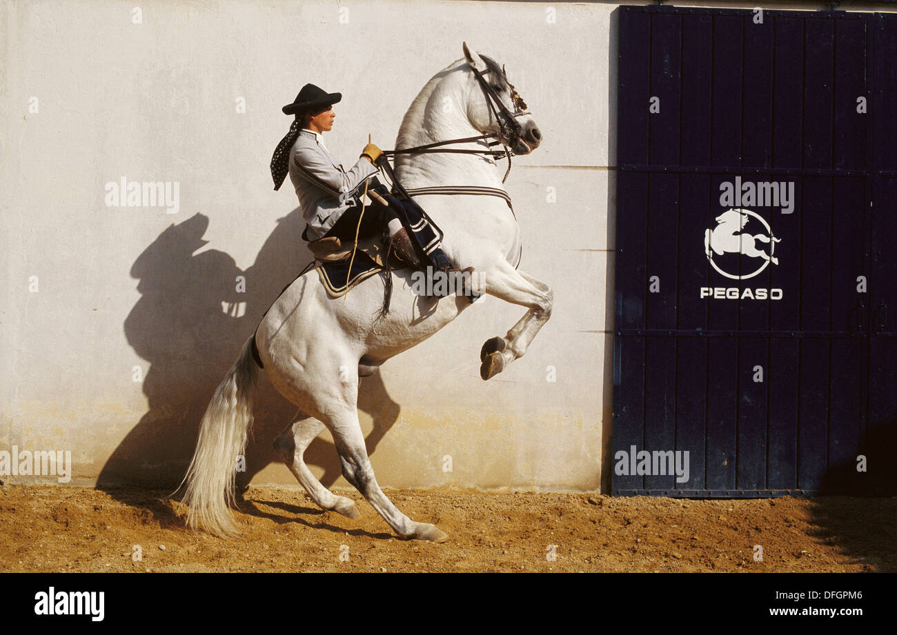 Carthusian horse, Jerez de la Frontera. Cadiz province, Andalucia Stock