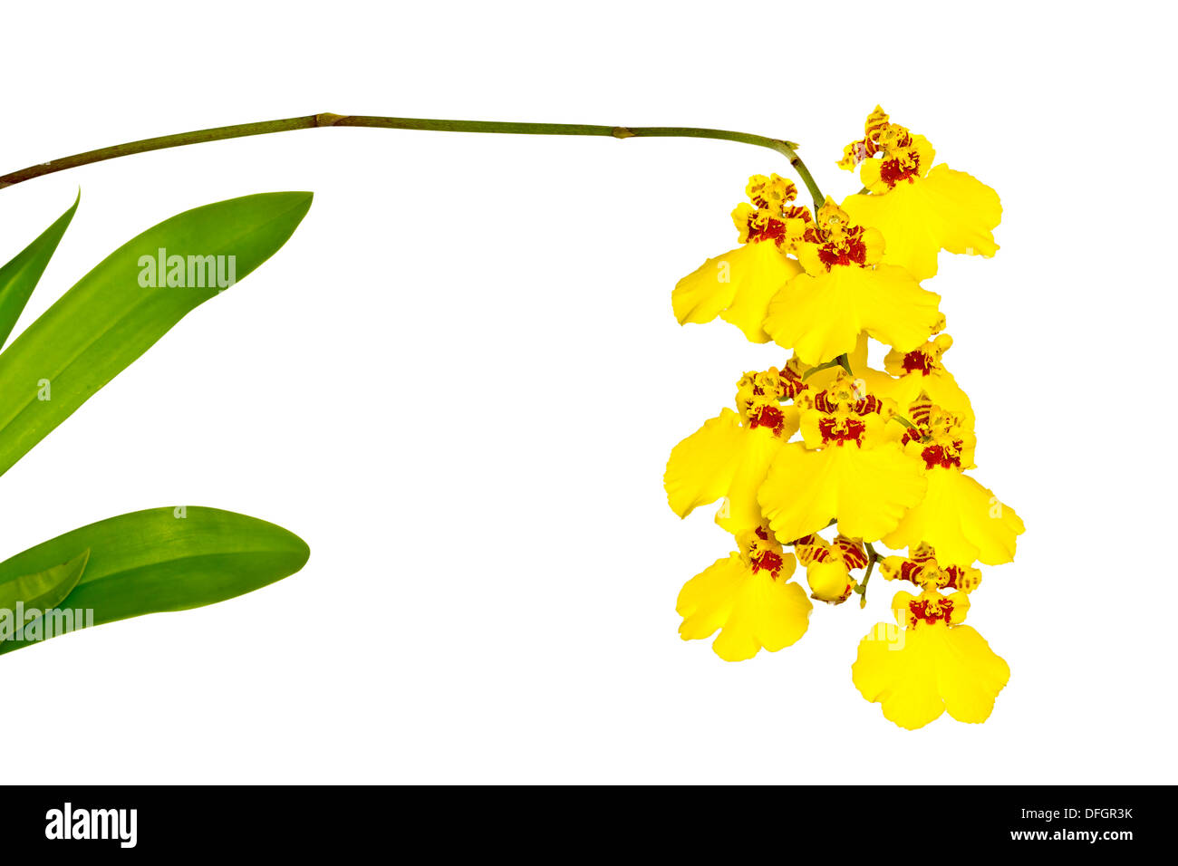 Orchid (Oncidium) Stock Photo