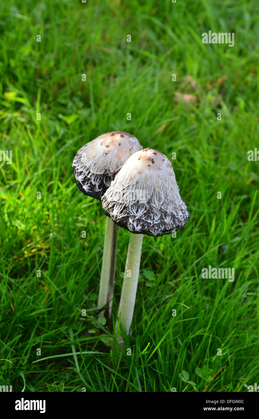Shaggy Ink Cap Fungi - Coprinus comatus Stock Photo