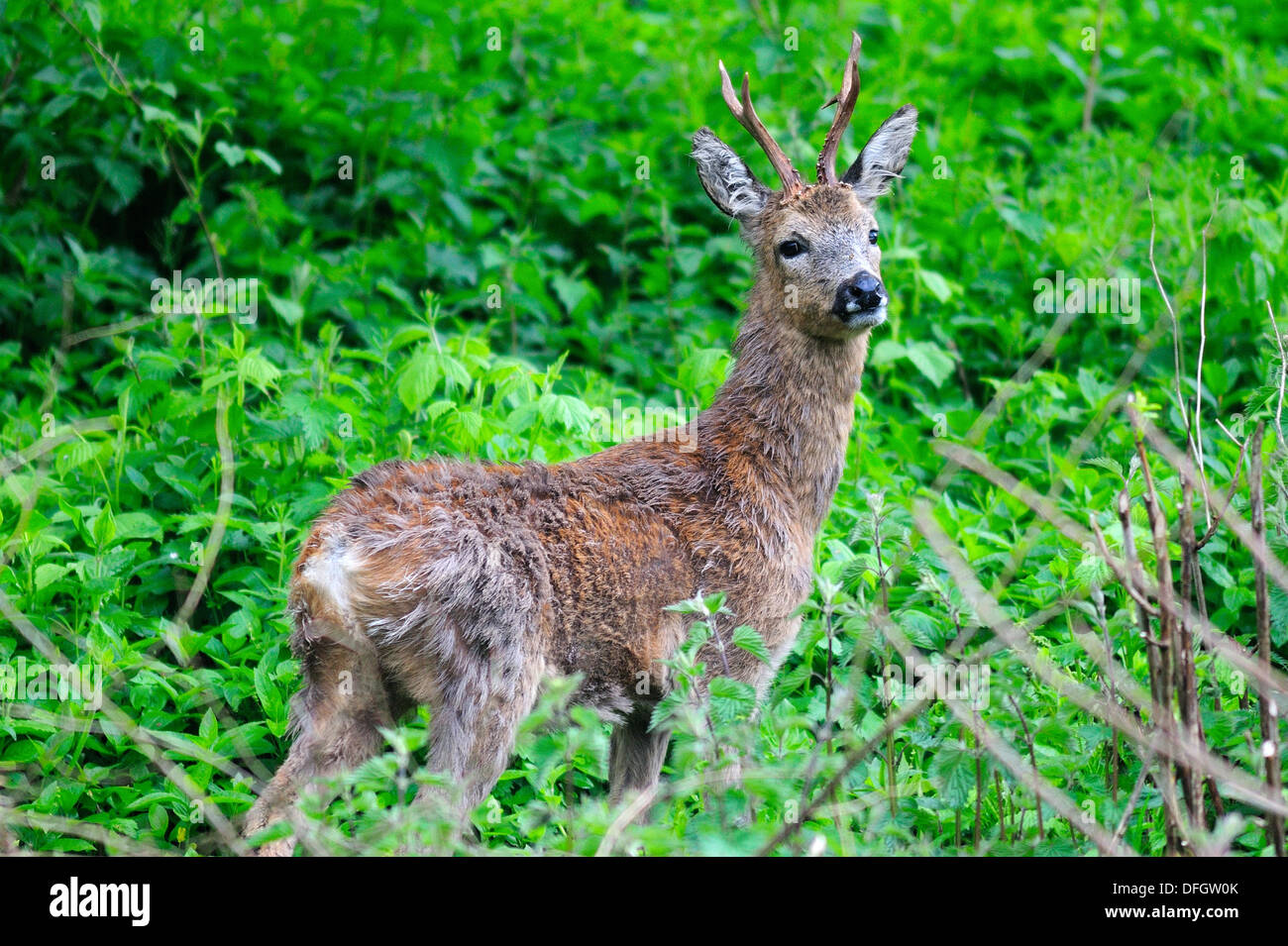 A roe deer buck in undergrowth UK Stock Photo
