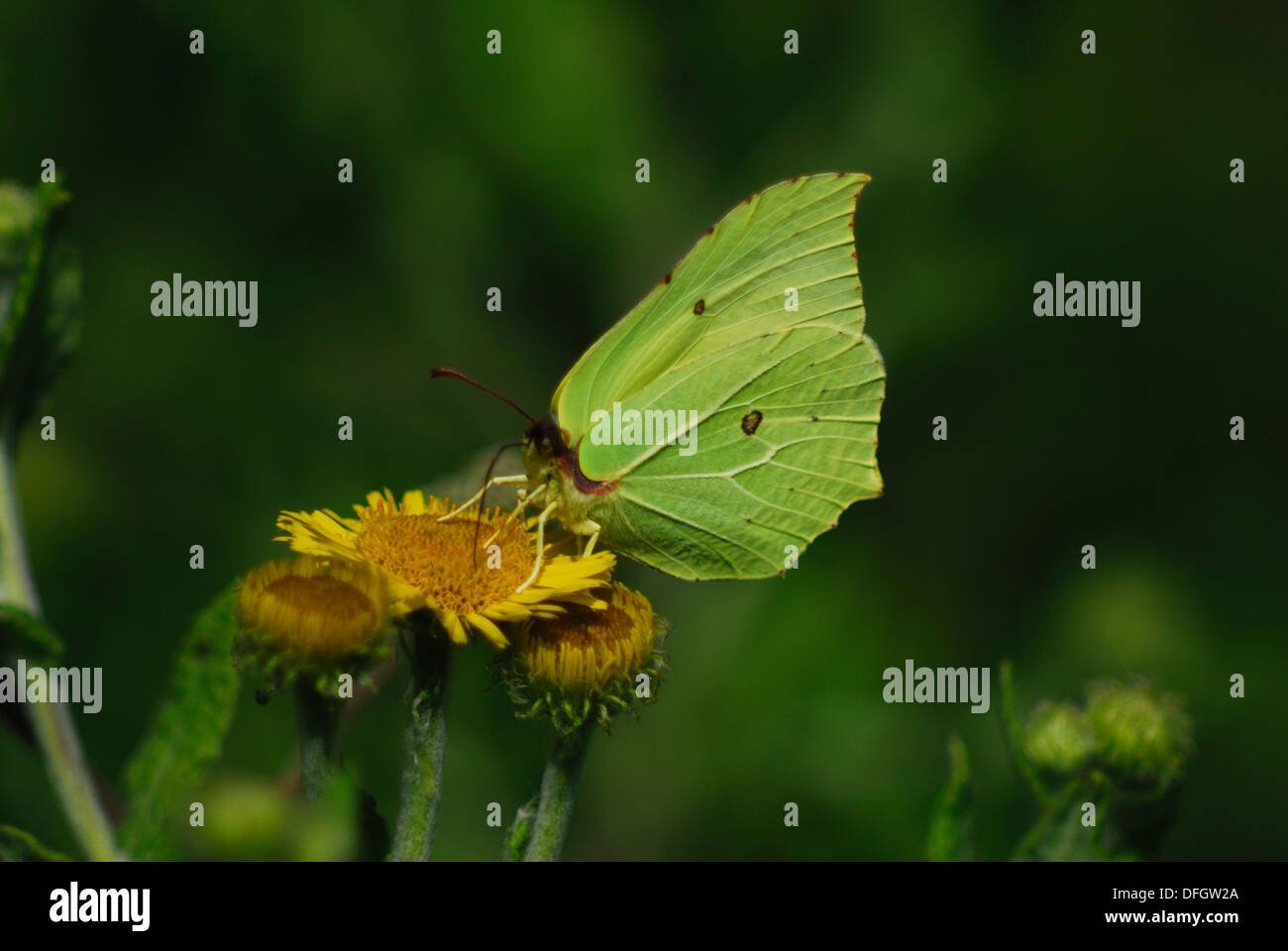 A brimstone butterfly at rest UK Stock Photo