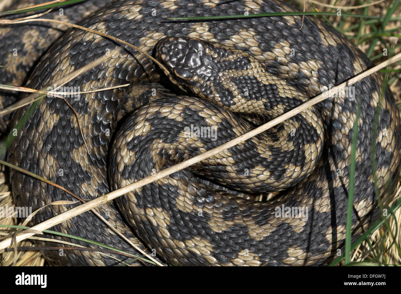 An adder coiled up with its dark zigzag stripe UK Stock Photo