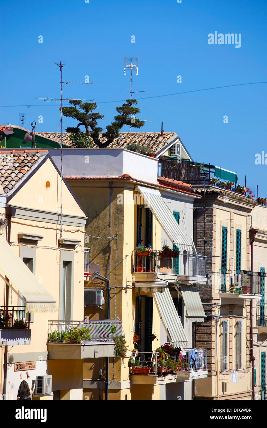 Olive tree on a roof garden in Vasto, Italy. Stock Photo