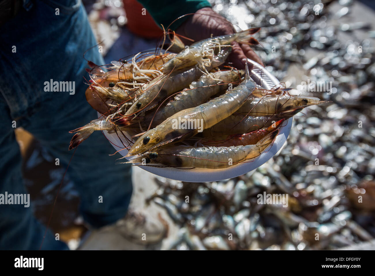 Shrimp net hi-res stock photography and images - Alamy