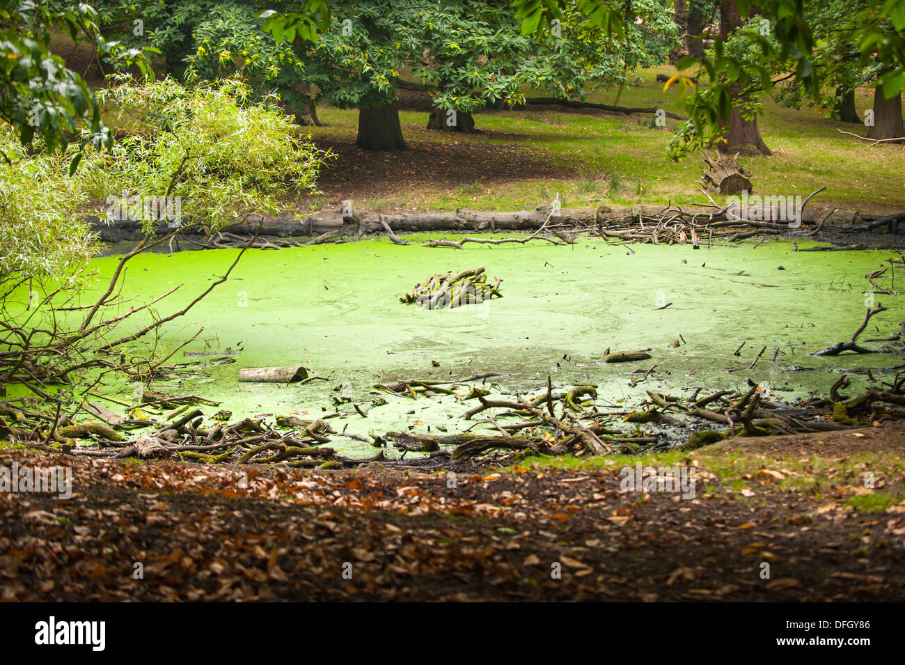 London , Richmond upon Thames , Royal Richmond Park , parks , wood