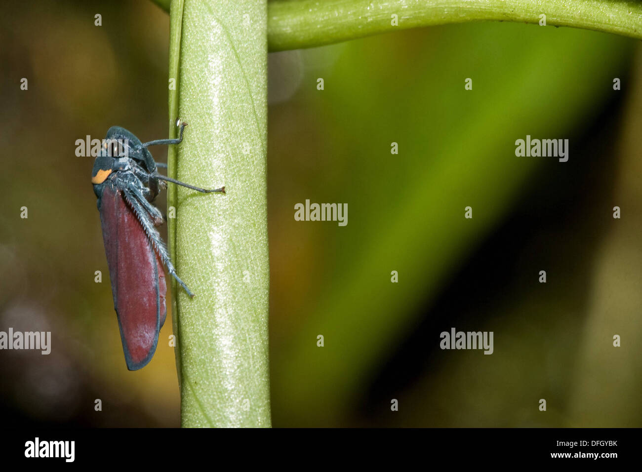 A tropical leafhopper, order Hemiptera, family Cicadellidae