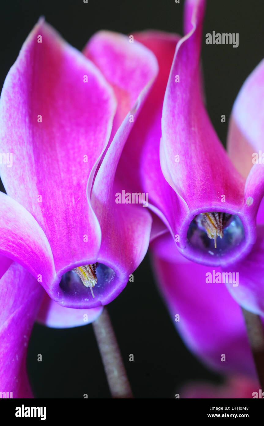 Lines and curves on a winter flowering cyclamen UK Stock Photo