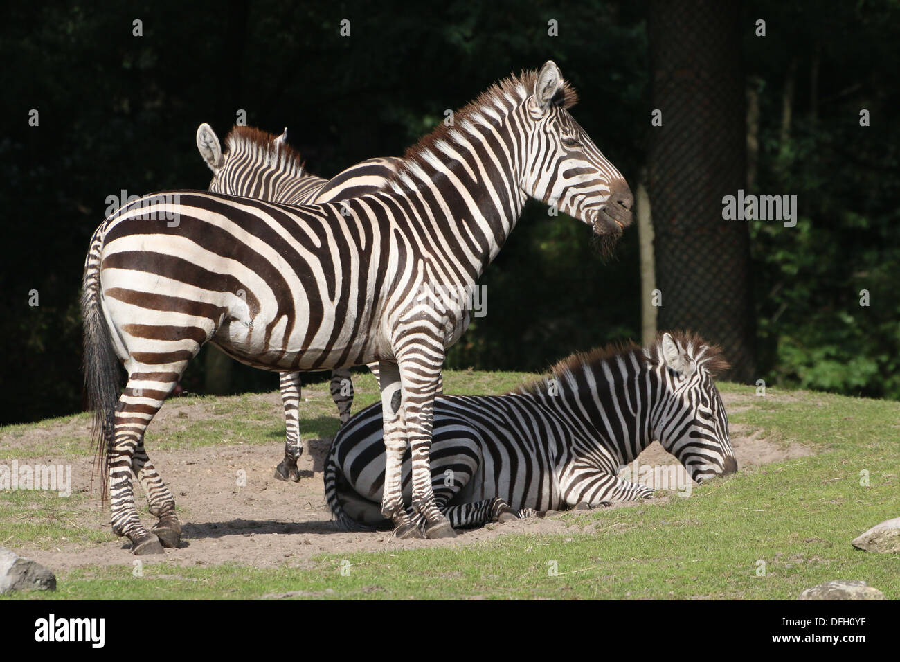 Group of three Grant's zebra (Equus quagga boehmi Stock Photo - Alamy