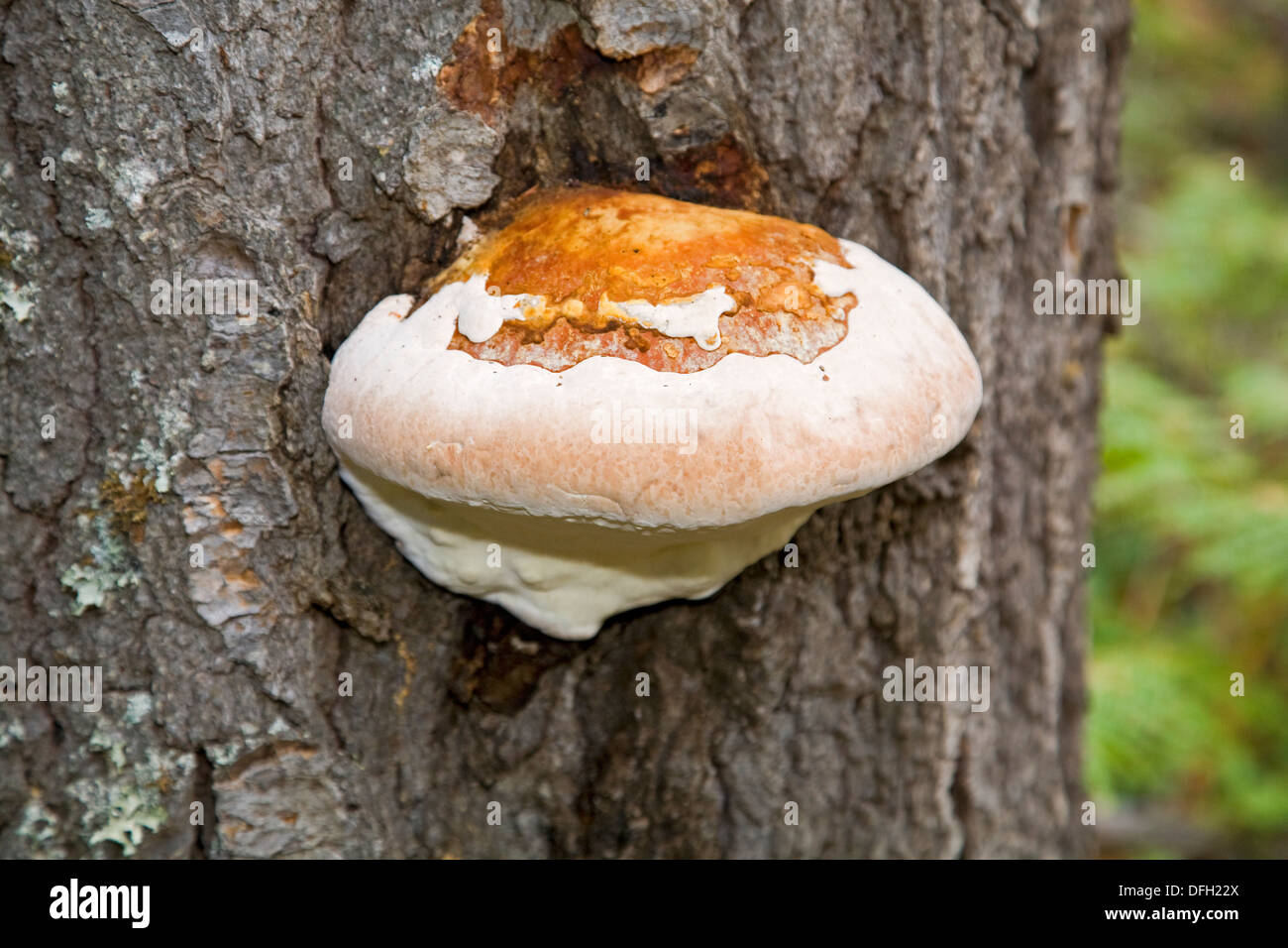 Oregon Mushrooms Stock Photos & Oregon Mushrooms Stock Images Alamy