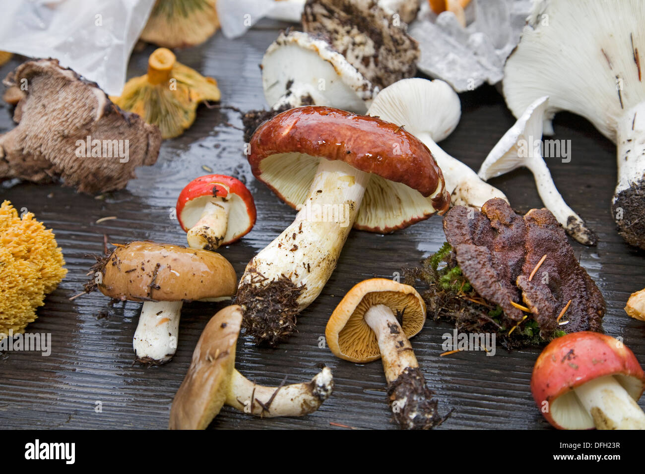 Wild forest mushrooms from the Pacific Northwest picked from the Oregon Cascade Mountains during the autumn Stock Photo