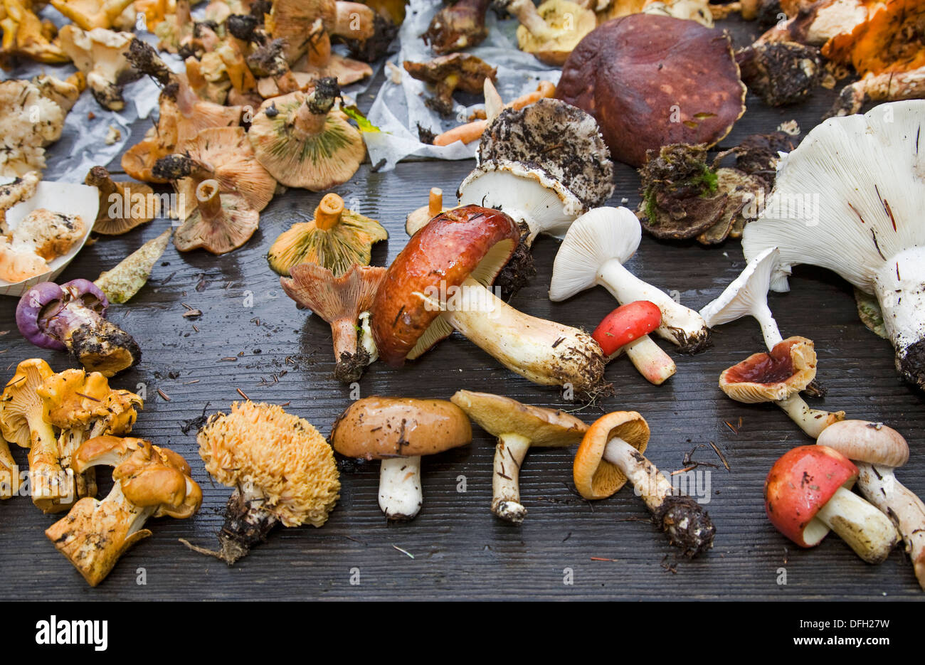 A table filled with freshly picked mushrooms from the Cascade Mountains in central Oregon Stock Photo