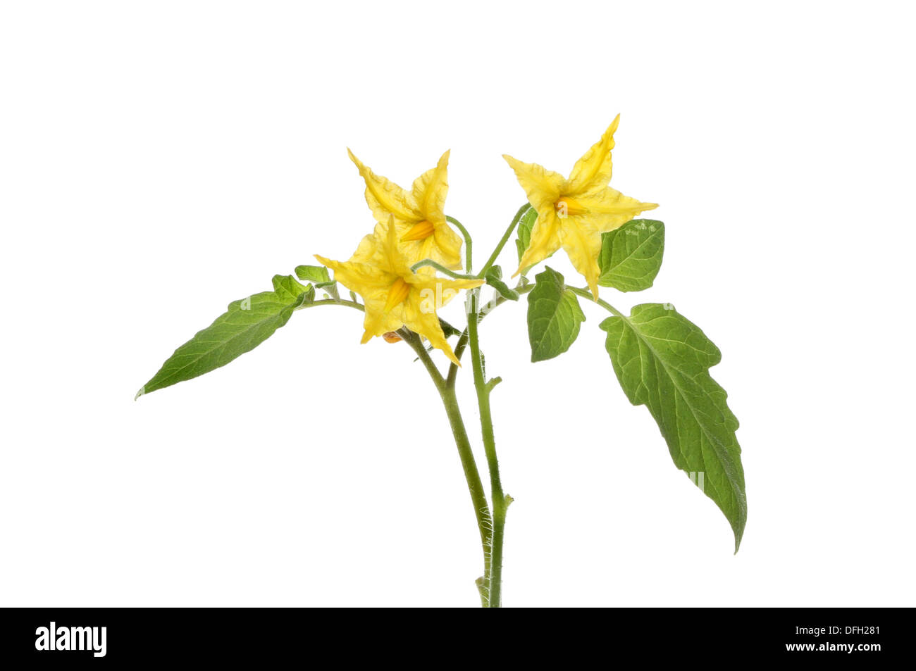 Tomato Flowers And Foliage Isolated Against White Stock Photo Alamy