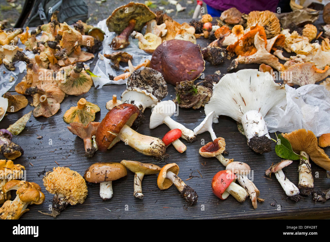 A table filled with freshly picked mushrooms from the Cascade Mountains in central Oregon in autumn. Stock Photo