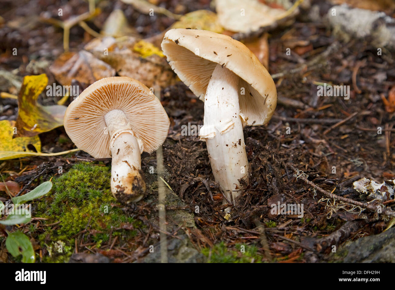 A gypsy mushroom cortinarius wild edible mushroom Stock Photo