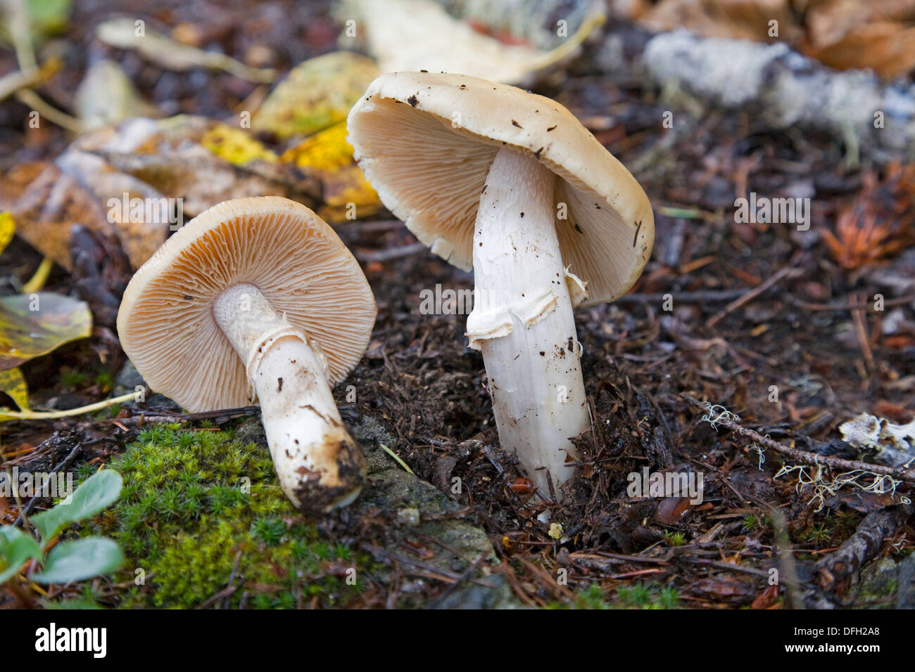 A gypsy mushroom cortinarius, a wild edible mushroom Stock Photo