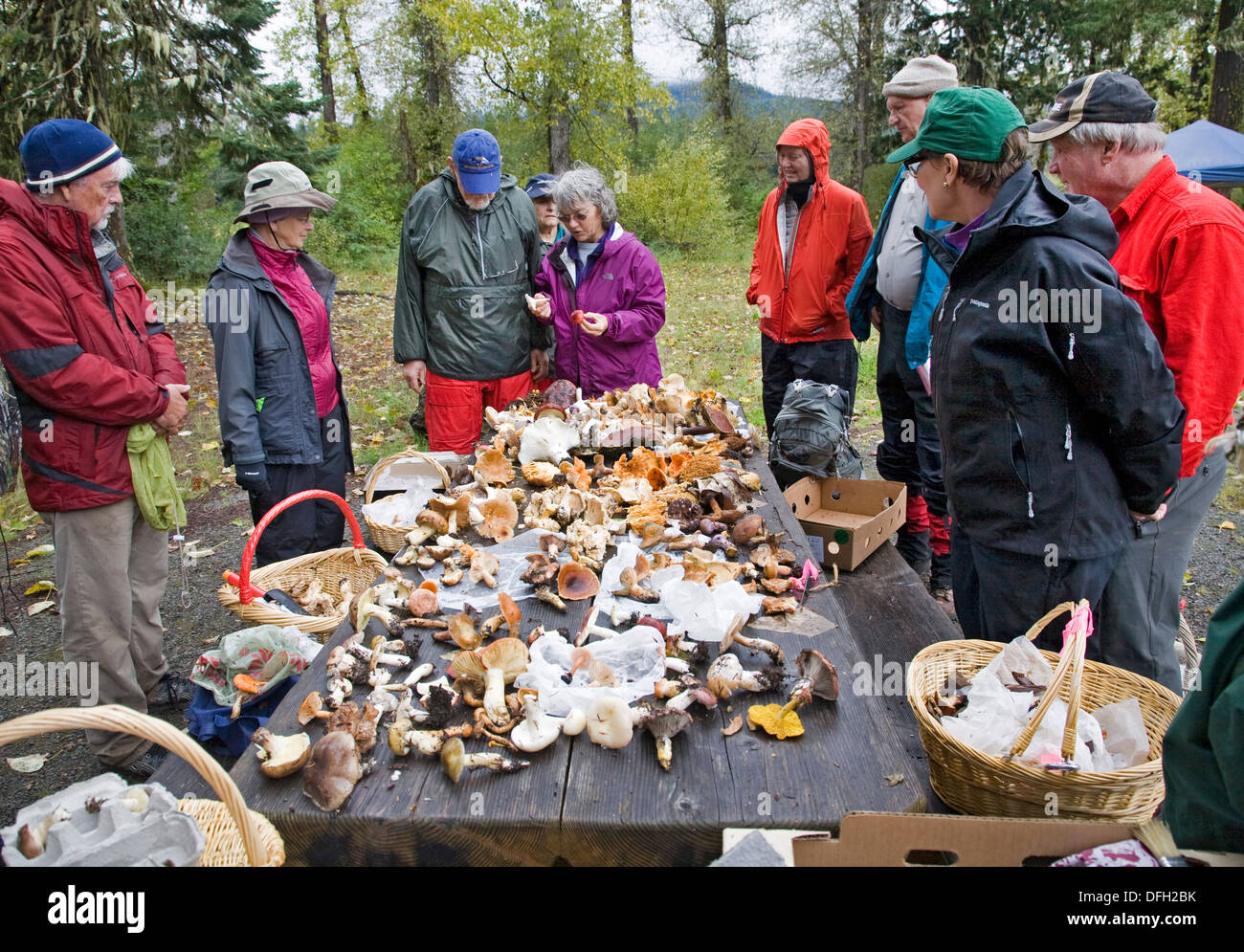 Mushroom hunters gather mushrooms in the autumn in the Oregon Cascade