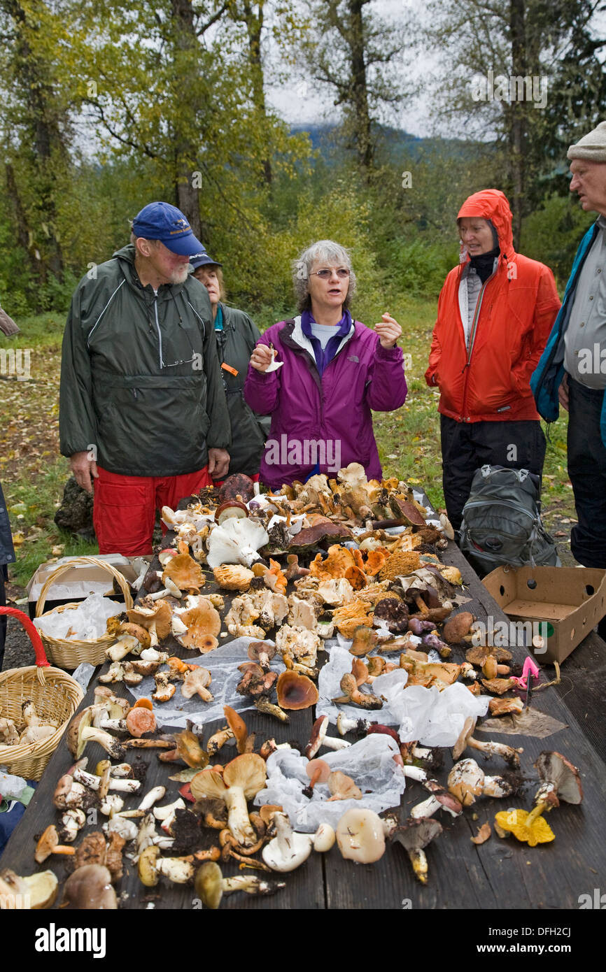 Mushroom hunters gather mushrooms in the autumn in the Oregon Cascade Mountains Stock Photo