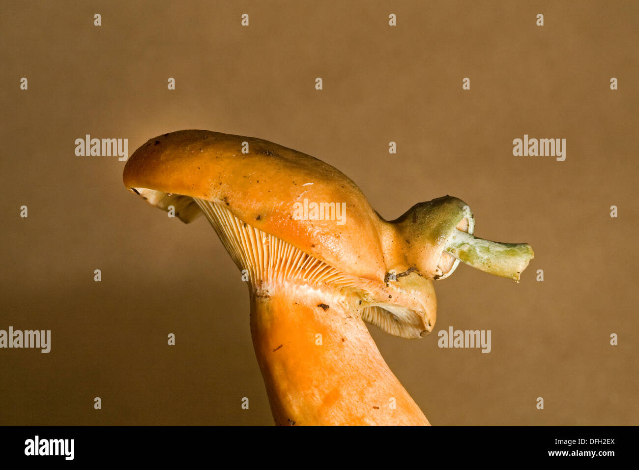 An example of Rosecomb Mutation on a wild mushroom, Lactarius salmonicolor., The smaller mushroom growing from its cap is the mutation. Stock Photo