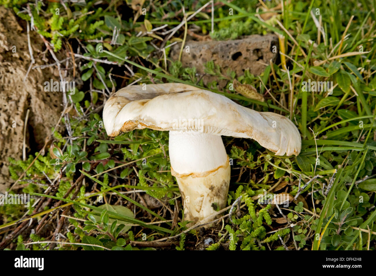 White matsutake mushroom in the wild, perhaps the most sought after mushroom in the Pacific Northwest, Armillaria ponderosa Stock Photo