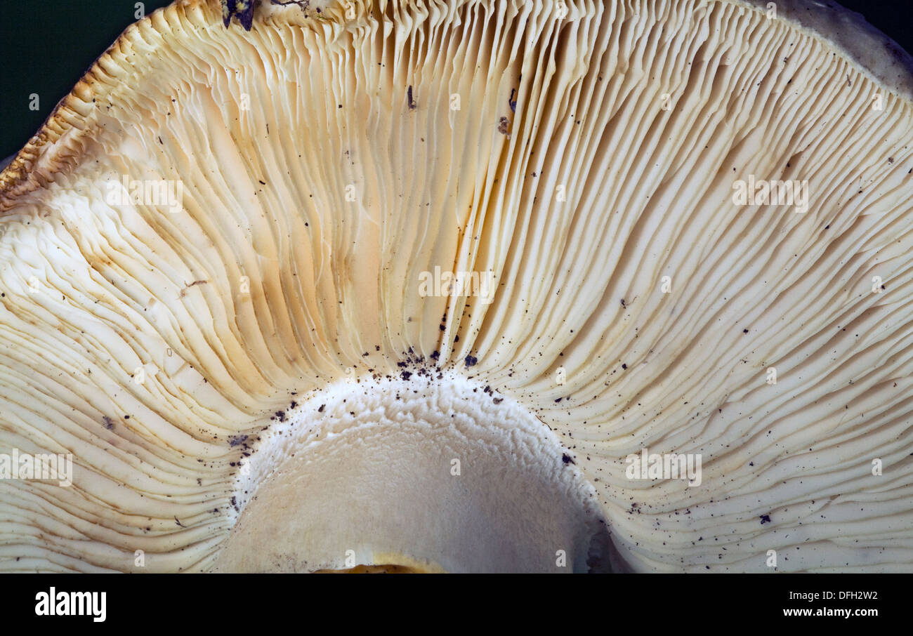 Fungus gills hires stock photography and images Alamy