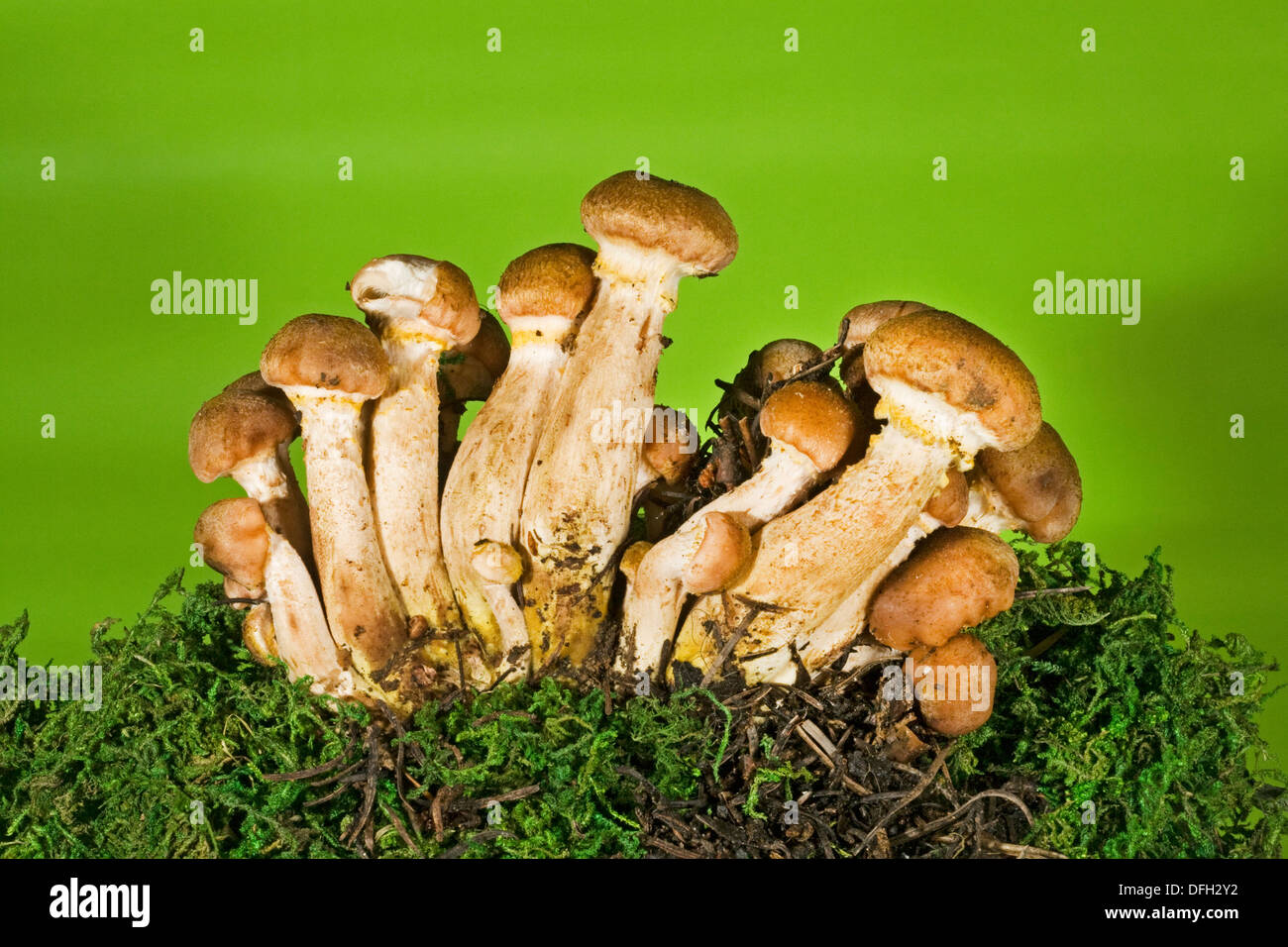 Armillaria mellea, better known as the Honey mushroom Stock Photo