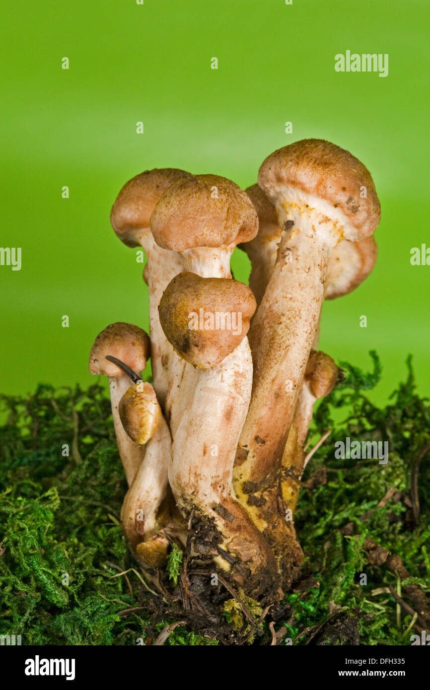 Armillaria mellea, better known as the Honey mushroom Stock Photo