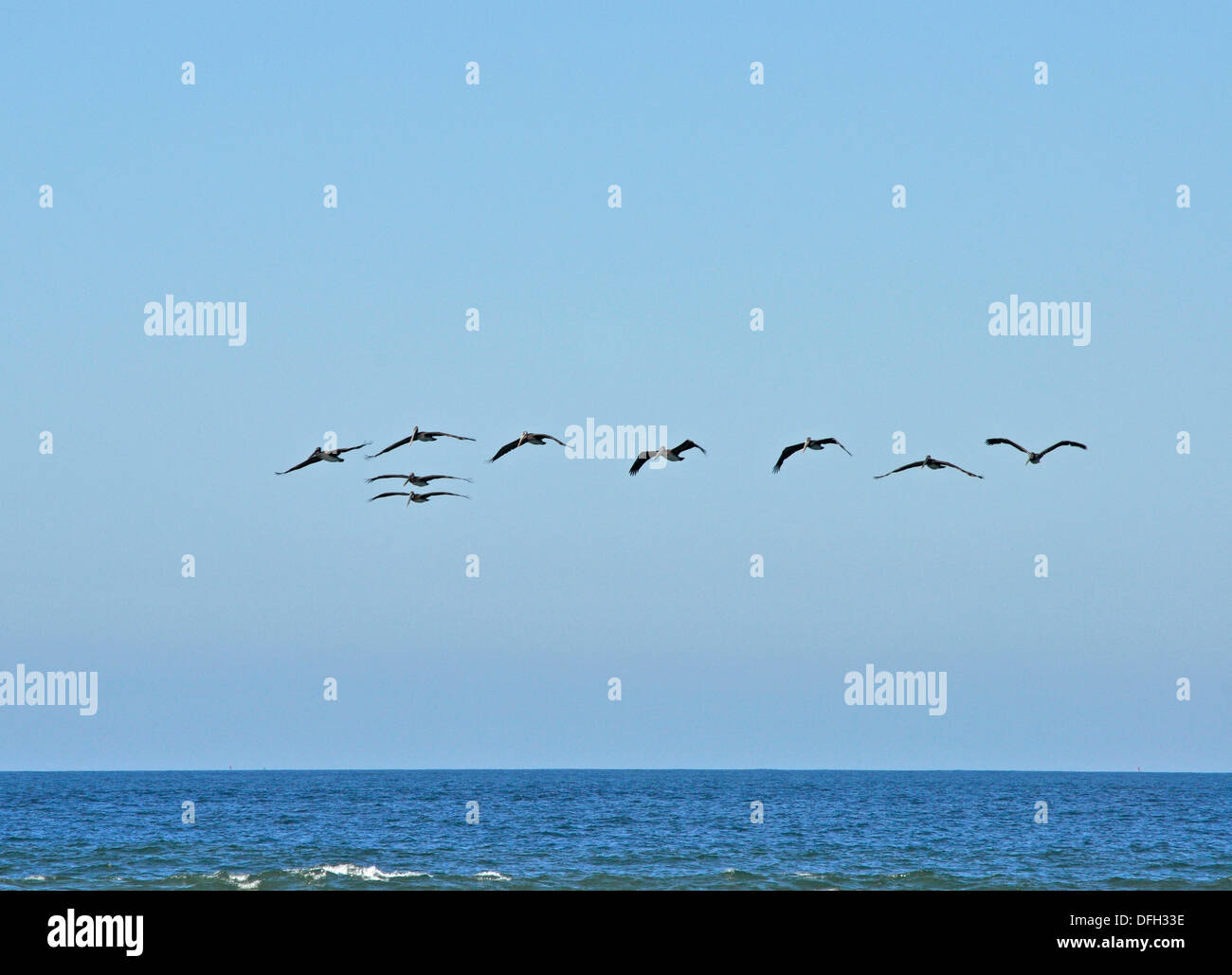flock of Brown Pelicans, Pelecanus occidenentalis, fly along Pacific coast Stock Photo
