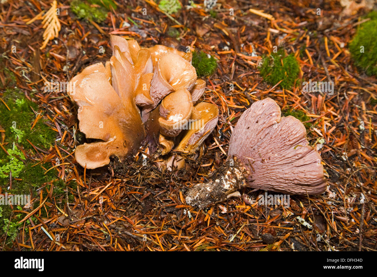 A wild edible mushroom or fungus known as gomphus clavcatus or pig's ear. Stock Photo