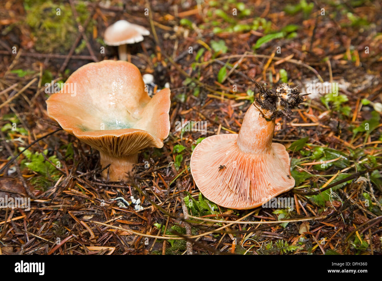 Lactarius deliciosus (orange milky) wild mushroom Stock Photo