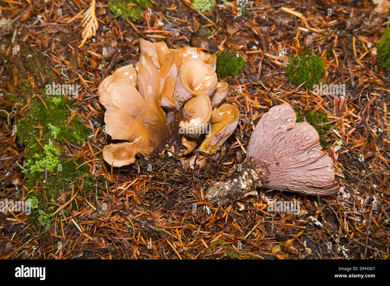 Wild edible mushroom Pig's Ear Gomphus, Gomphus clavatus, Pacific