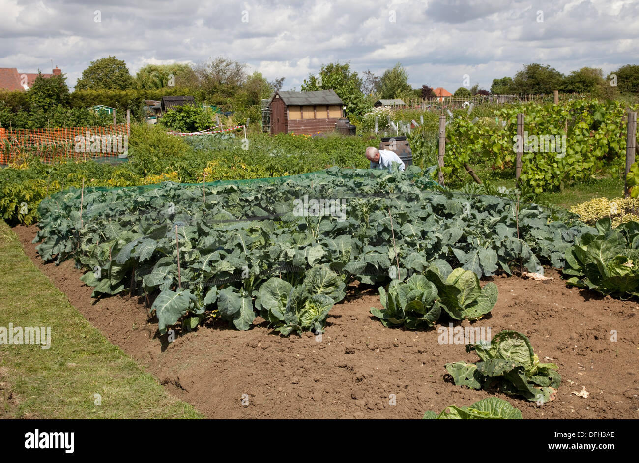 Man tending vegetables on allotment with netting over cabbages Mickleton UK Stock Photo