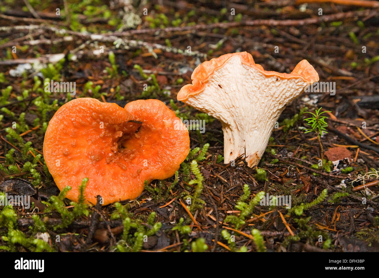 A Gomphus floccosus, sometimes known as the shaggy, scaly, or woolly