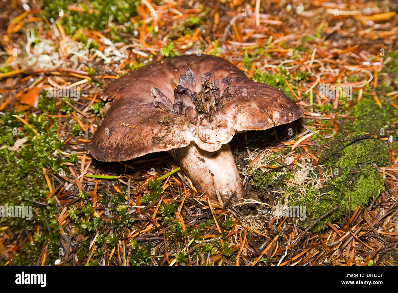 Sarcodon scabrosus, an edible mushroom found in the pacific northwest Stock Photo