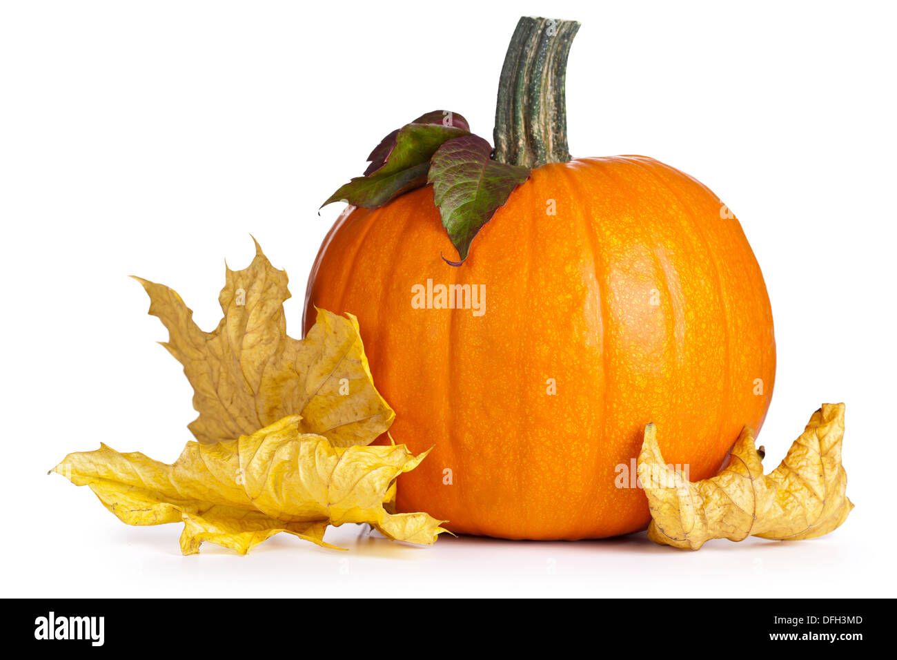 Pumpkin with autumn leaves on white background. Autumn composition ...