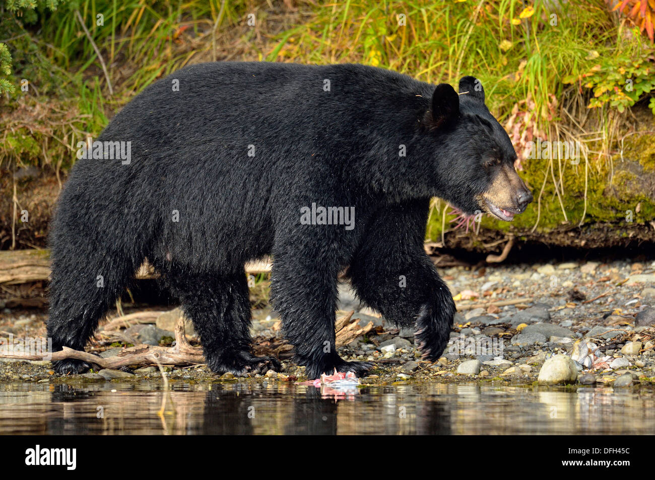 Black bear, Ursus americanus, Searching for spawning sockeye salmon ...