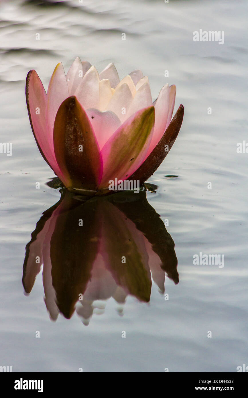 Macro shot of a lily Stock Photo