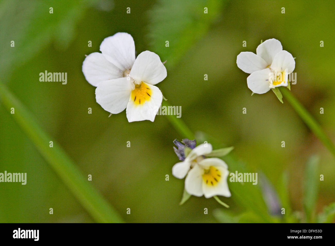Viola Kitaibeliana In Flower Radlice Czech Republic Miniature Stock Photo Alamy