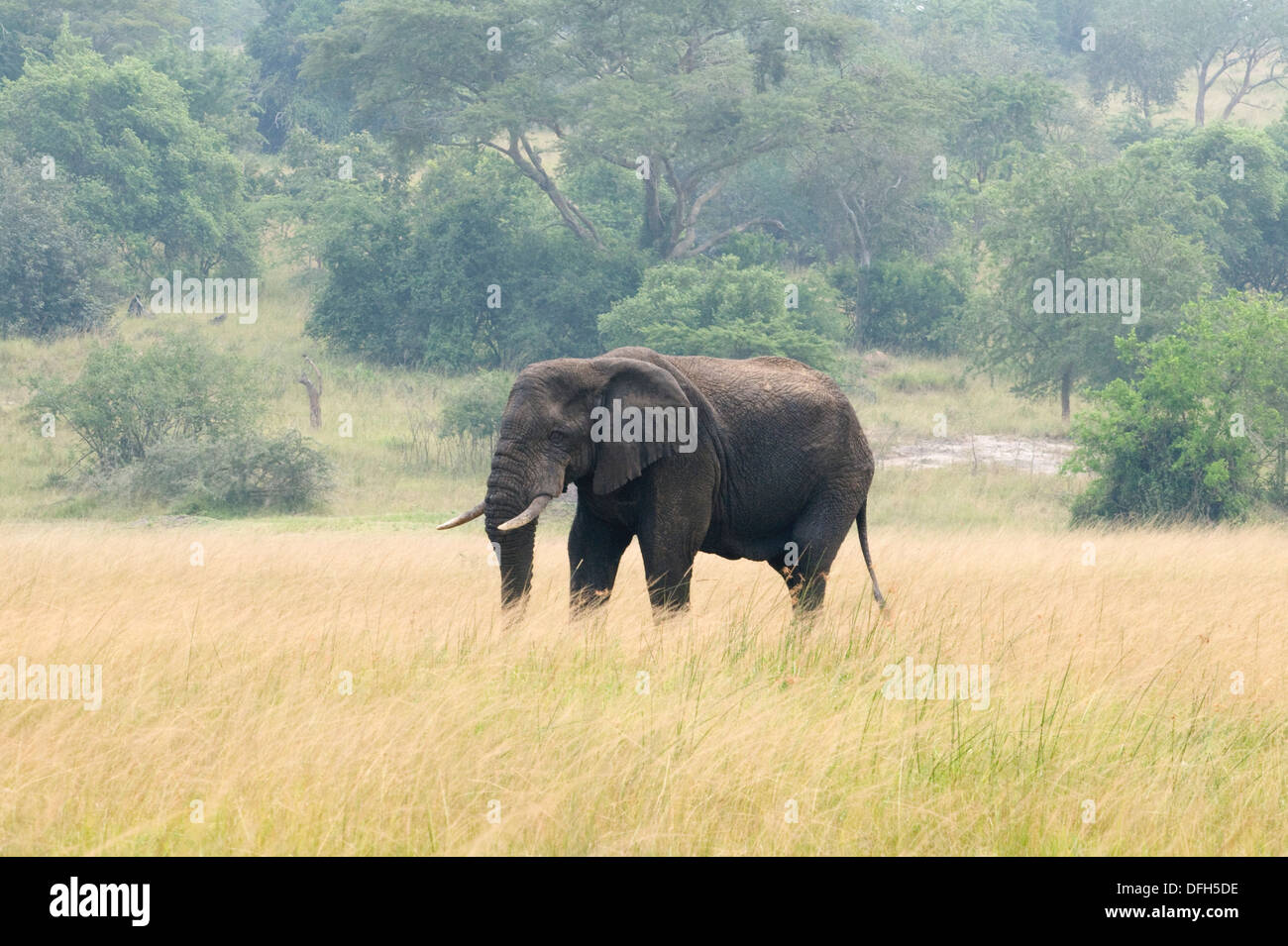 African male/bull elephant tusker Northern Akagera National Game Park ...