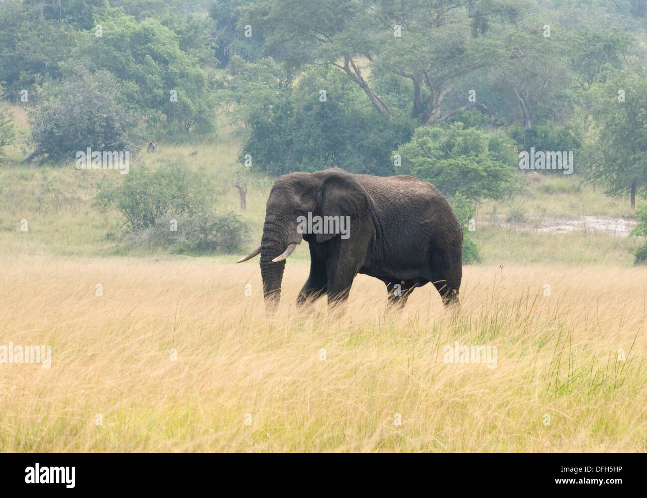 African male/bull elephant tusker Northern Akagera National Game Park ...