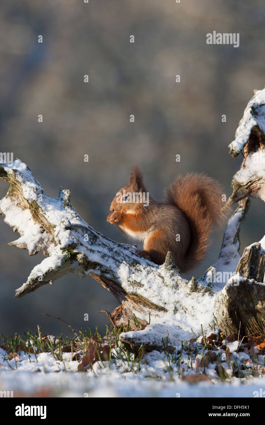 Red squirrel (sciurus vulgaris) feeding in snow covered Caledonian Pine