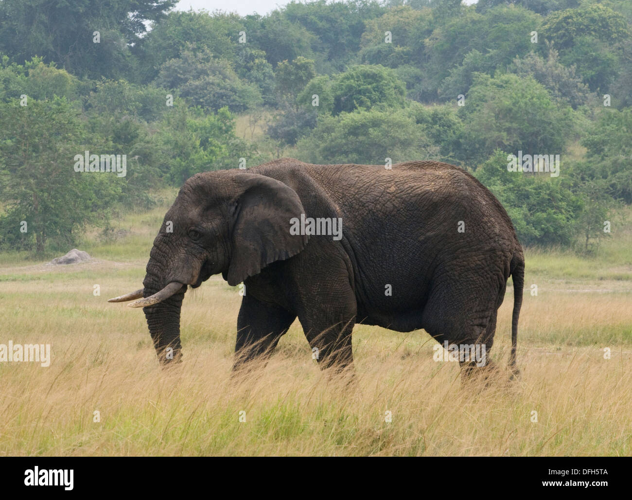 African male/bull elephant tusker Northern Akagera National Game Park ...