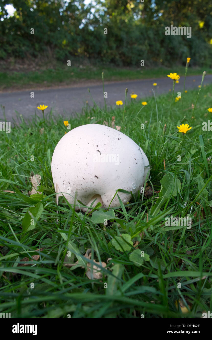 Calvatia gigantea, 'giant puffball', growing on a roadside verge, England, September, Stock Photo