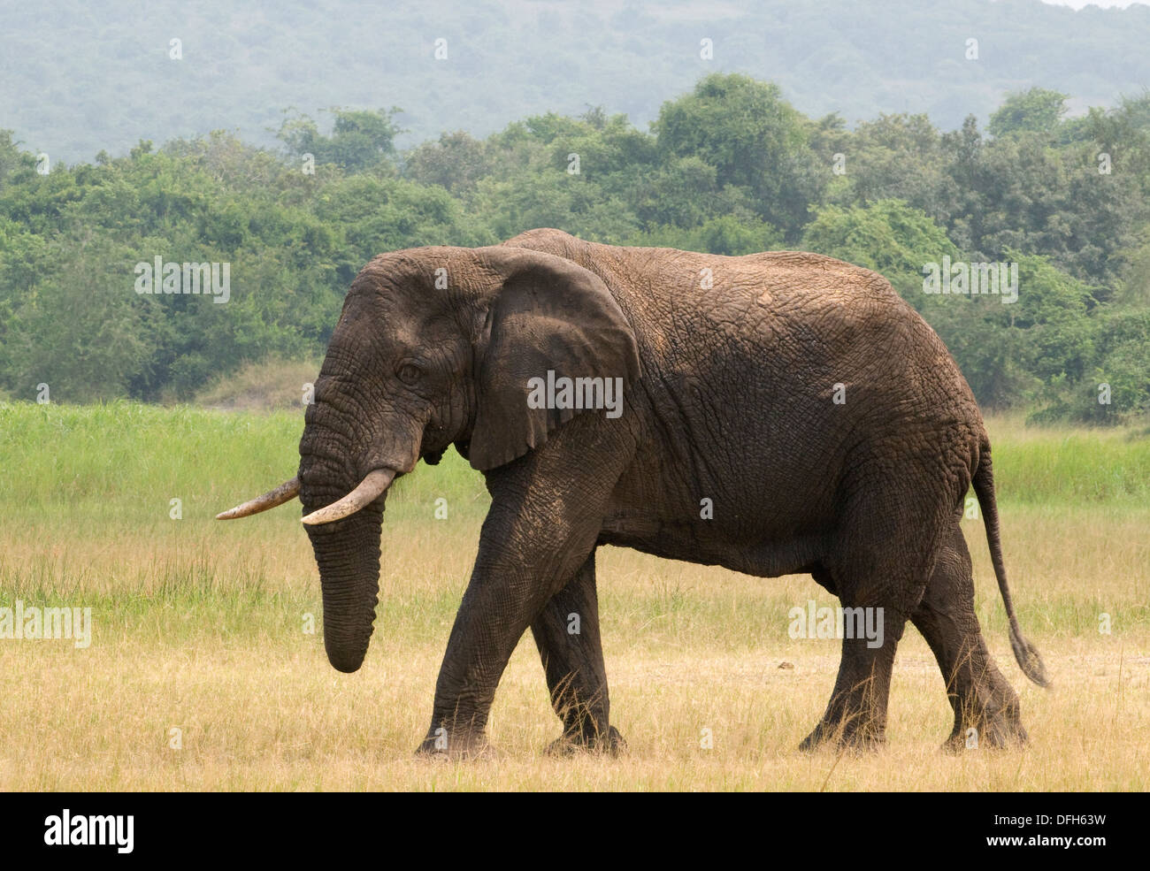 African male/bull elephant tusker Northern Akagera National Game Park ...