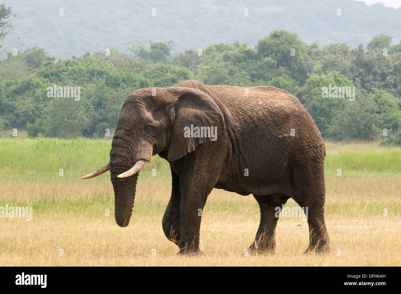 African male/bull elephant tusker Northern Akagera National Game Park ...