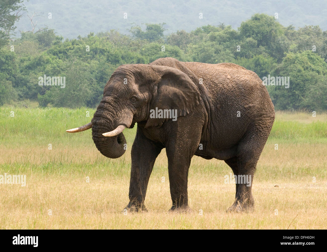 African male/bull elephant tusker Northern Akagera National Game Park ...