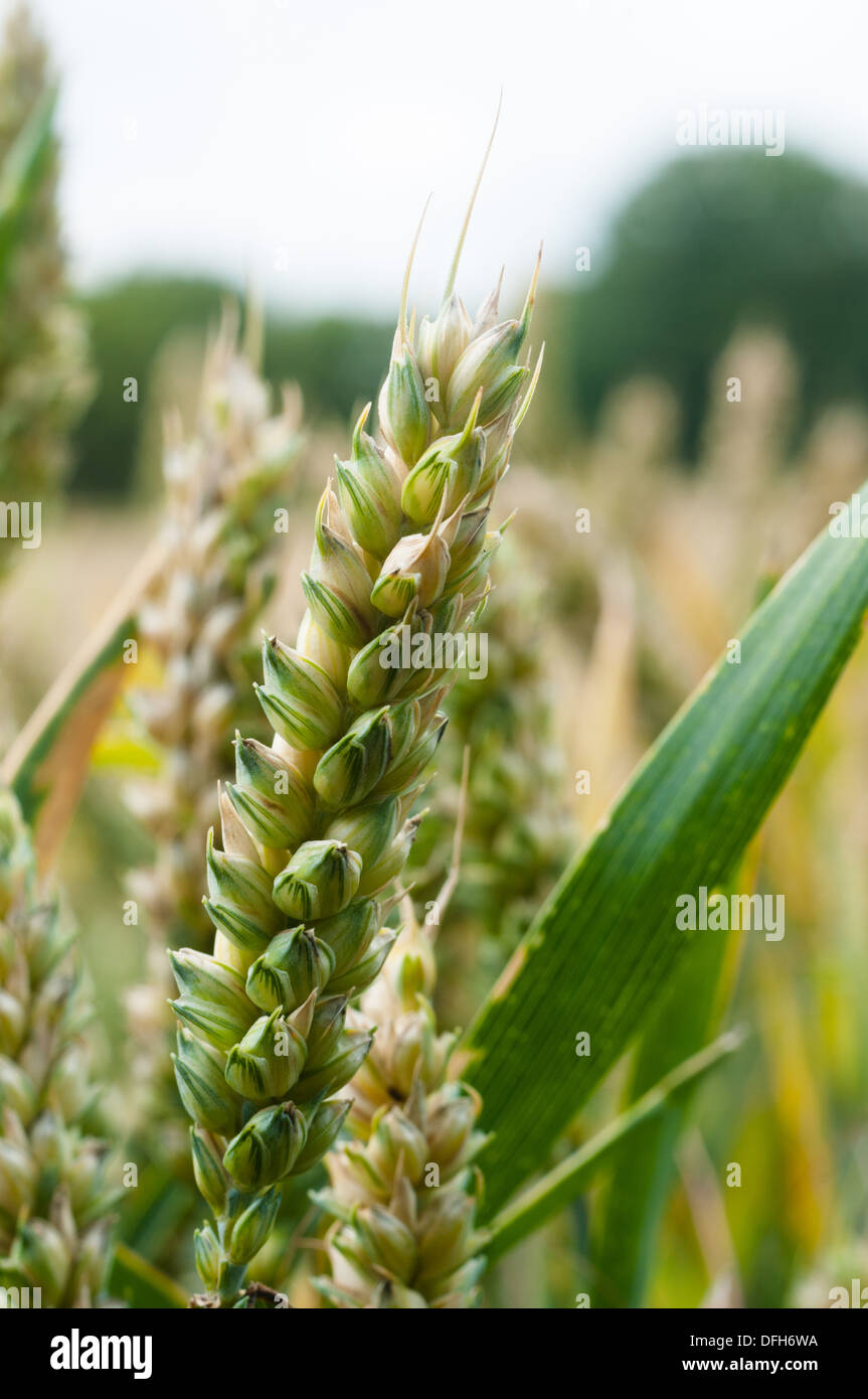 Close up of wheat growing in field Stock Photo