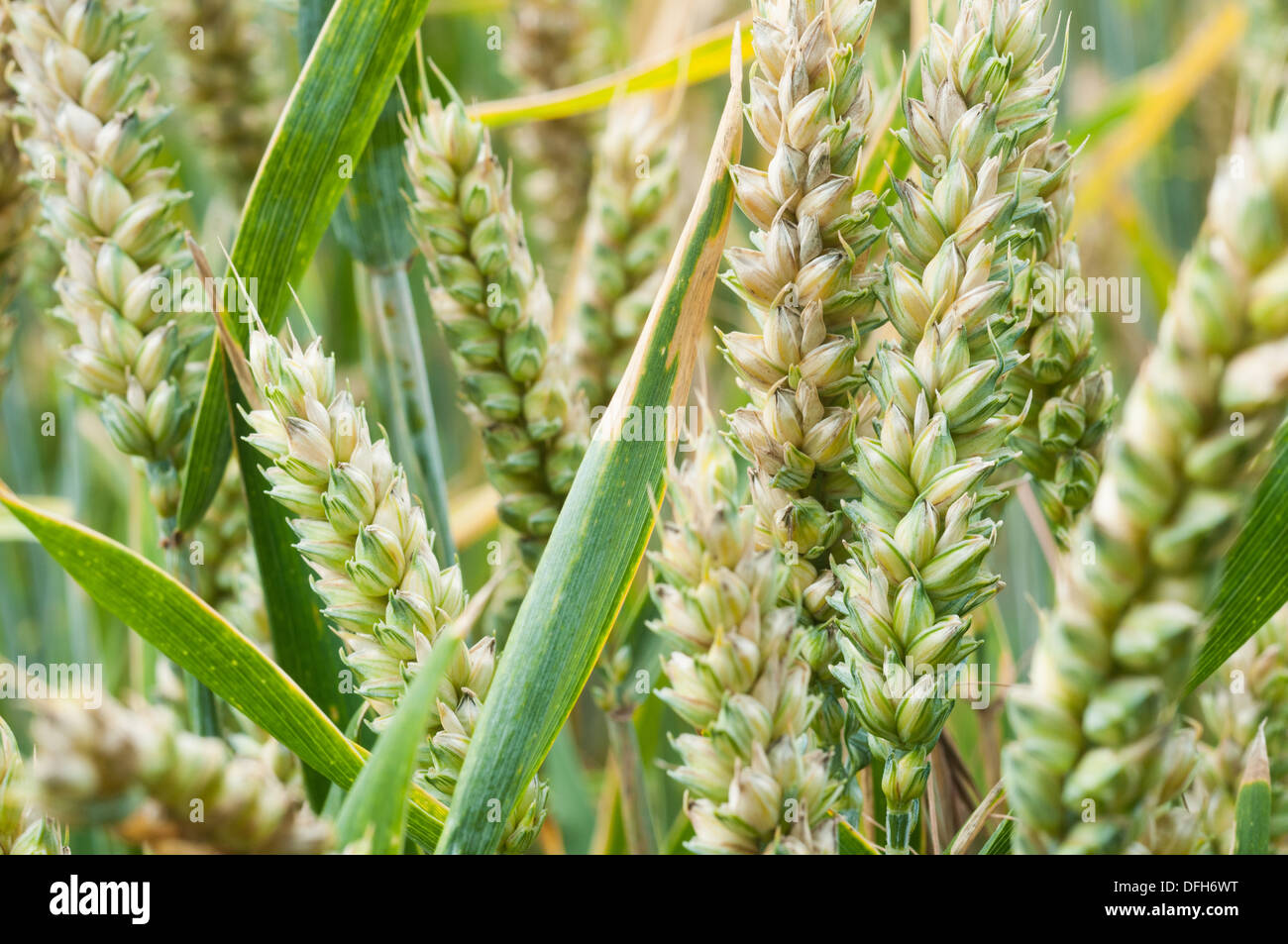 Close up of wheat growing in field Stock Photo