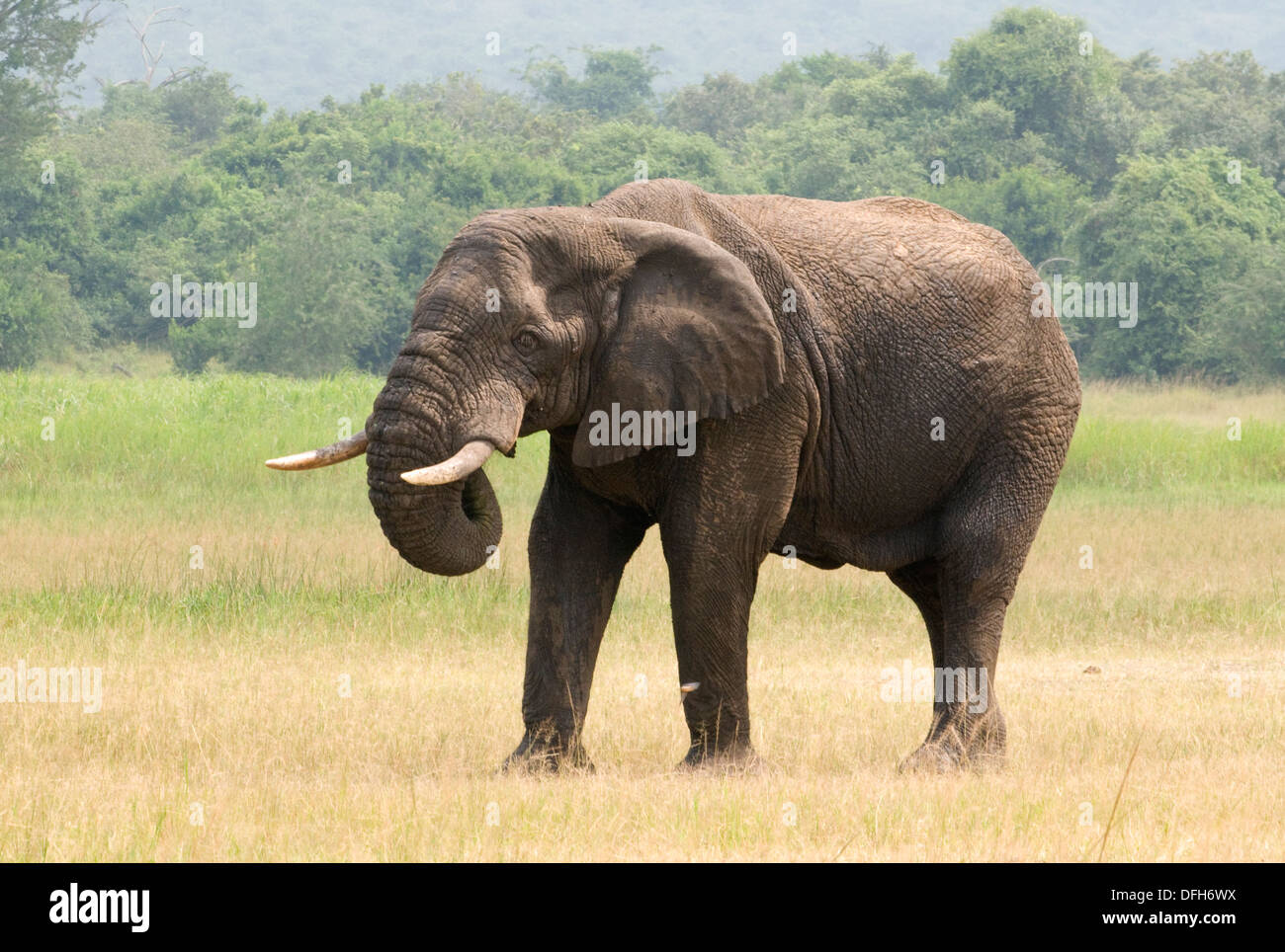 African male/bull elephant tusker Northern Akagera National Game Park Rwanda Central Africa Stock Photo