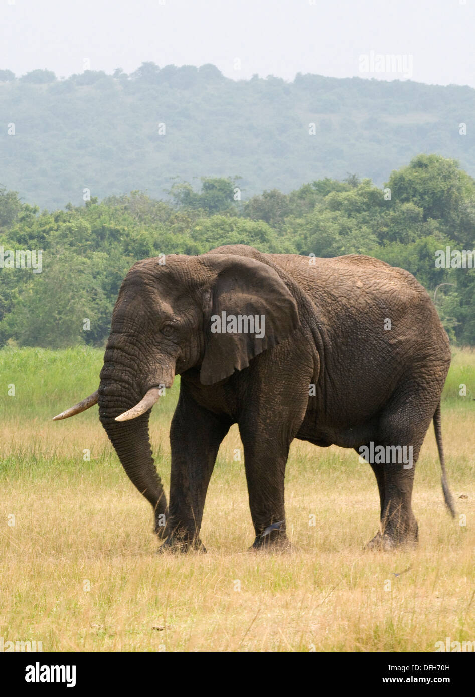 African male/bull elephant tusker Northern Akagera National Game Park ...