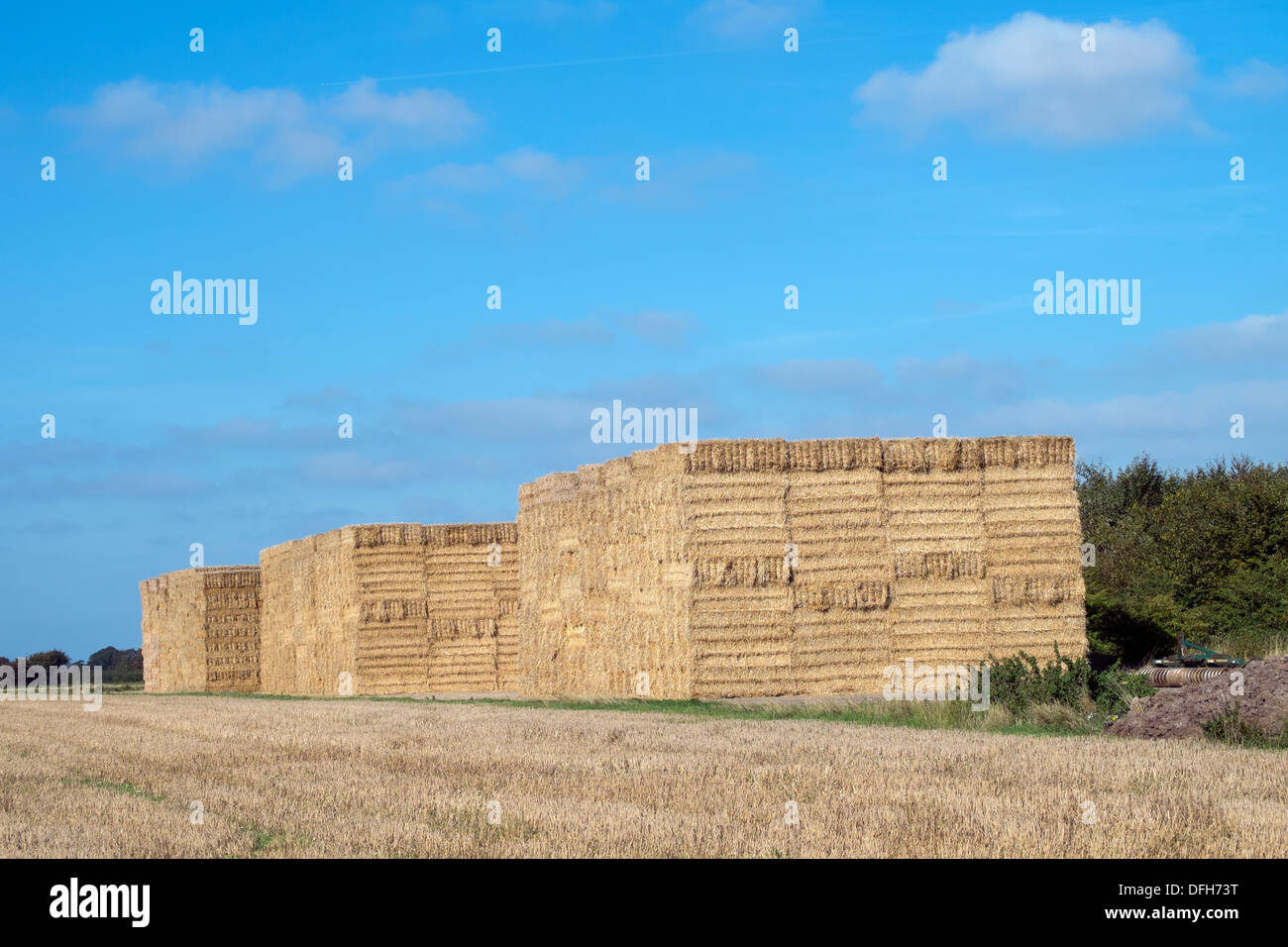 Three large straw stacks, Norfolk, England, Septemeber. Stock Photo